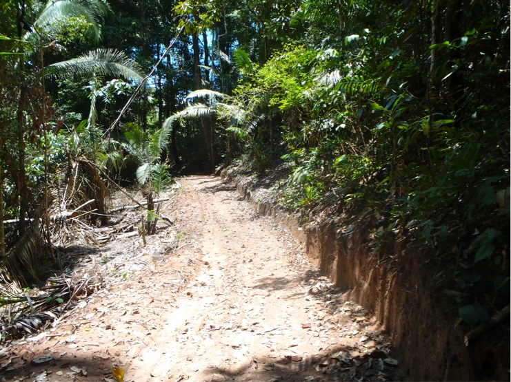 La trocha ilegal cerca Puerto Esperanza, Imagen: Pro Purús 