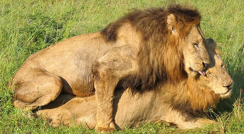 Cópula-leones-macho