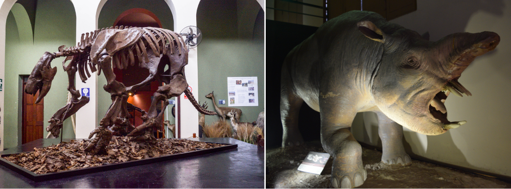 (FIG 4) [El Scelidodon (izquierda) una especie de perozoso gigante y el Baguaterium jaureguii (derecha) fueron parte de la fauna del territorio peruano.]