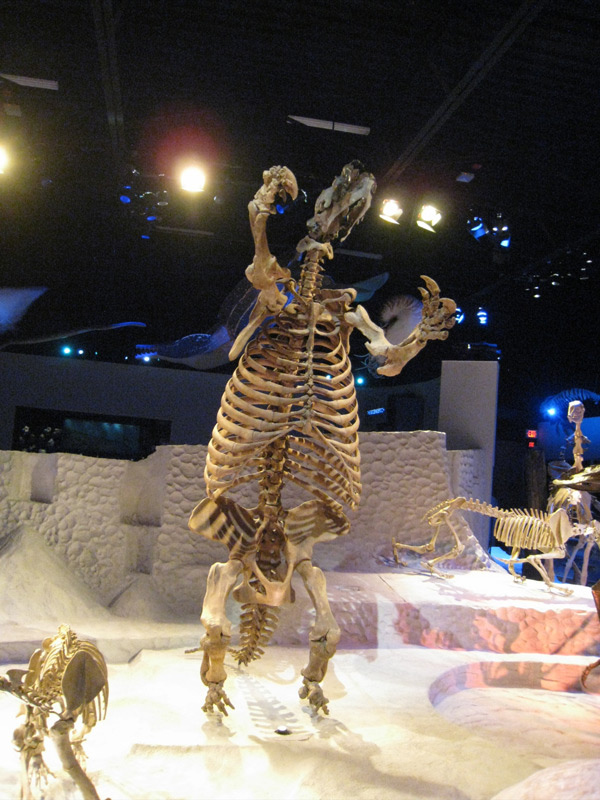 Los investigadores incluyeron un perezoso fósil gigante en su estudio, similar al Eremotherium eomigrans (arriba) en exhibición en el Museo de Historia Natural de la Universidad de Florida. Foto: Julia Tejada