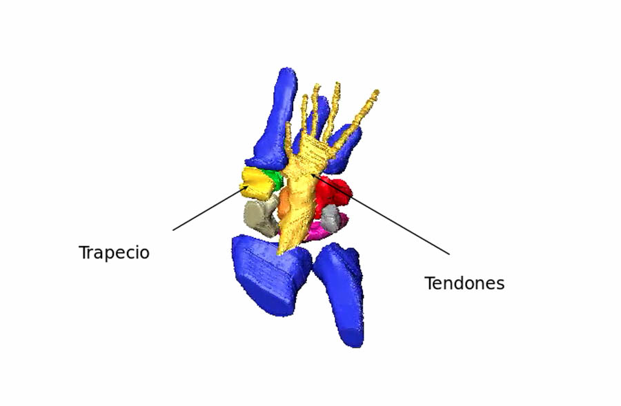 La reconstrucción tridimensional de la mano de la momia María muestra los cinco tendones y el hueso trapecio, que demuestran la mutilación de los dedos pulgar y meñique. Fuente: Julien Benoit
